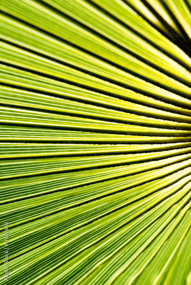 palm palm
