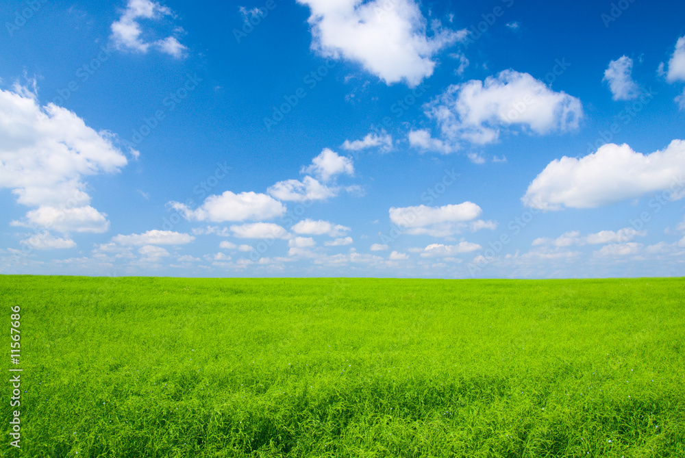 meadow and blue sky