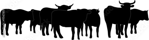 TROUPEAU DE VACHES