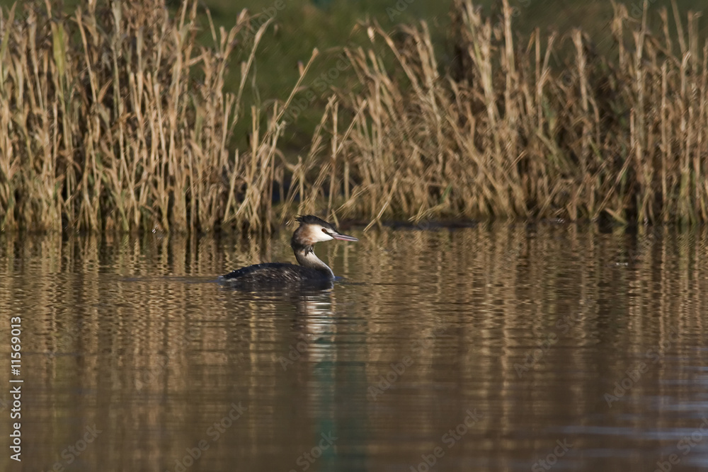 Great crested grebe Great crested grebe