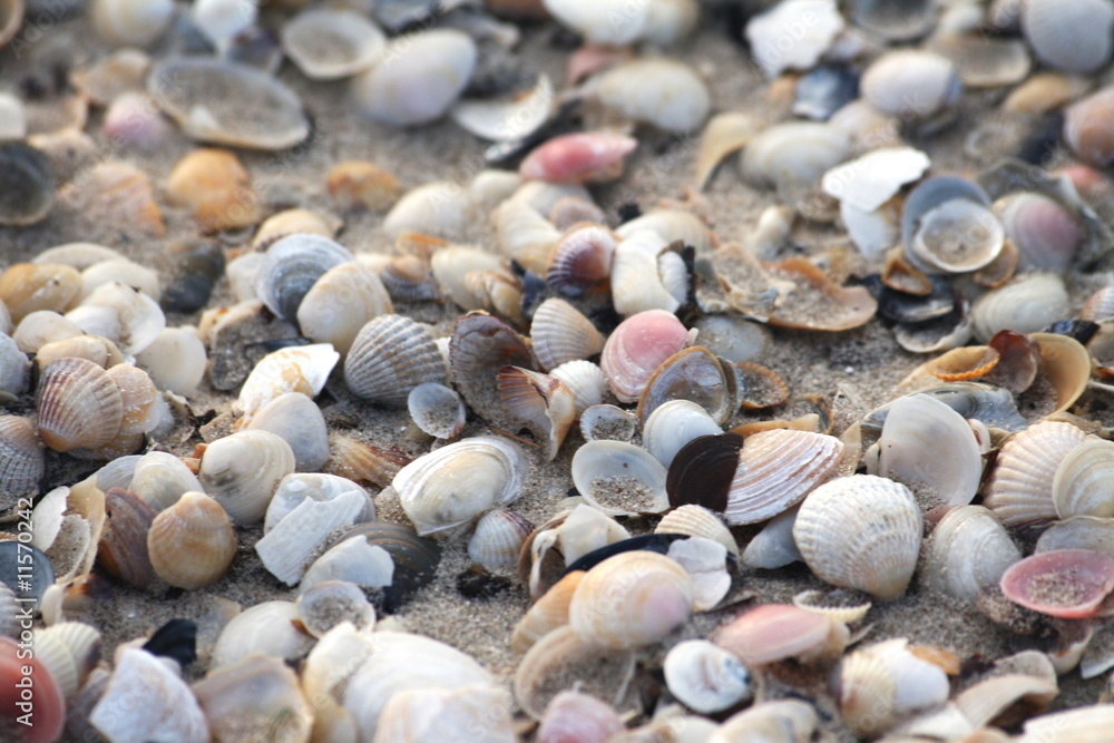 Sea shells as a background