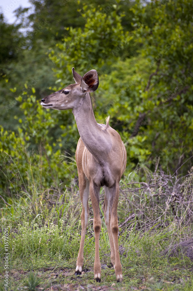 A female kudu, a large species of antelope, on a South African g A female kudu, a large species of antelope, on a South African g