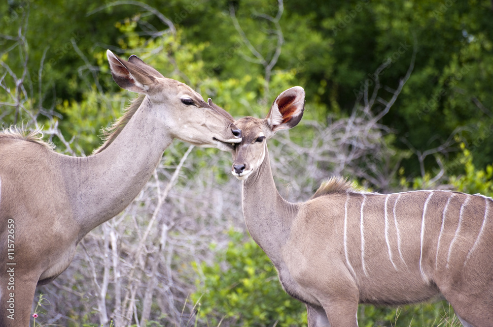 Fototapeta premium Kudu mother with her cub