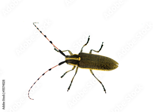 Longhorn beetle isolated on white background