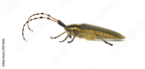 Longhorn beetle isolated on white background