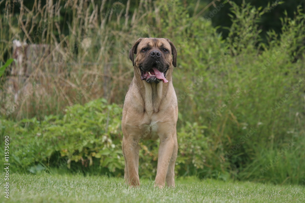 Impressionnant Cane Corso de face à la campagne