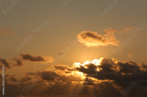 Bild auf Leinwand Un oiseau au soleil couchant