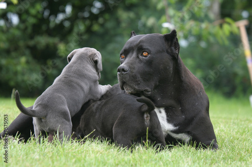 Foto Comment escalader un cane corso par la face ouest