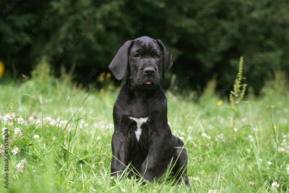 Petit Dogue allemand noir assis sagement Petit Dogue allemand noir assis sagement