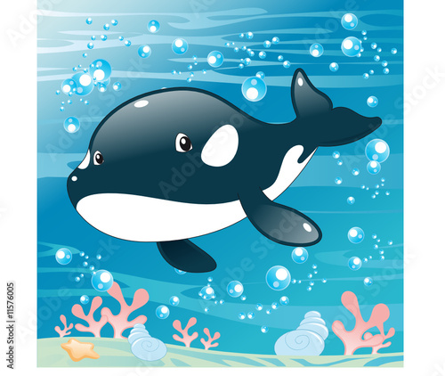 Baby Killer Whale