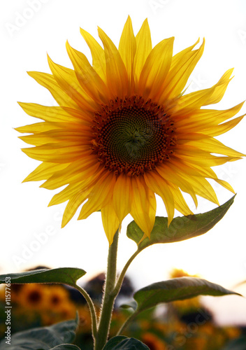 Sonneblume 1