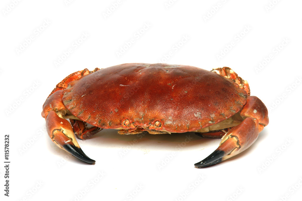 crabe crabe