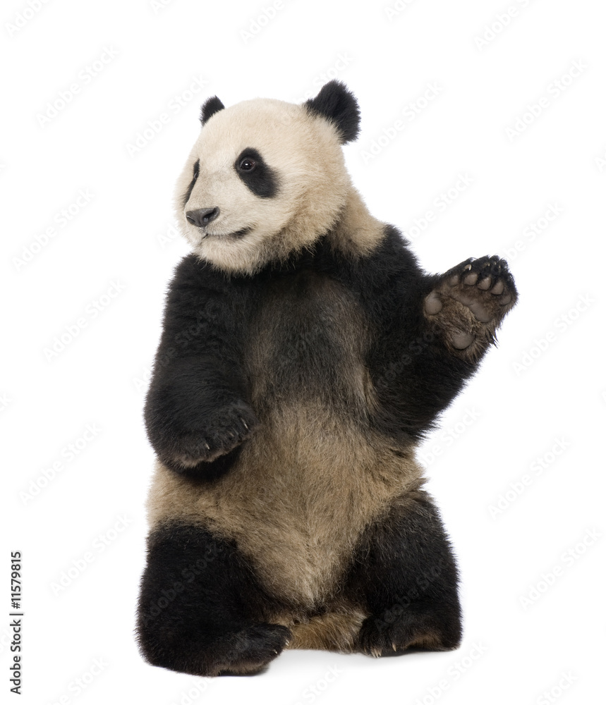 Obraz premium Giant Panda (18 miesięcy) - Ailuropoda melanoleuca
