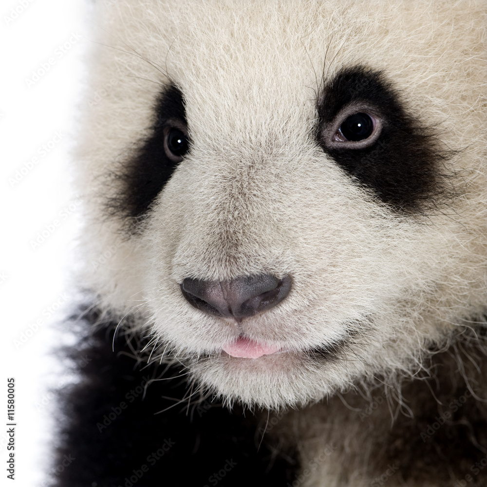 Fototapeta premium Giant Panda (6 months) - Ailuropoda melanoleuca