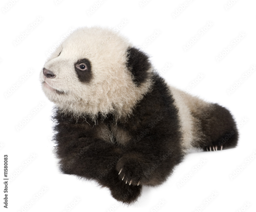 Naklejka premium Giant Panda (6 months) - Ailuropoda melanoleuca