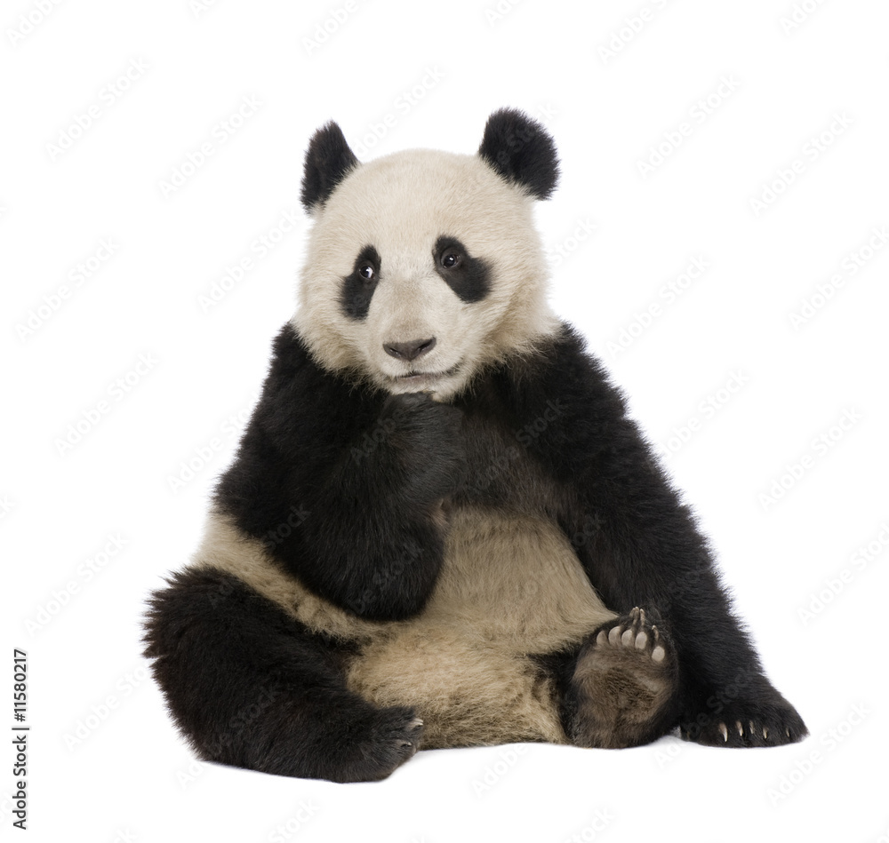 Obraz premium Giant Panda (18 miesięcy) - Ailuropoda melanoleuca