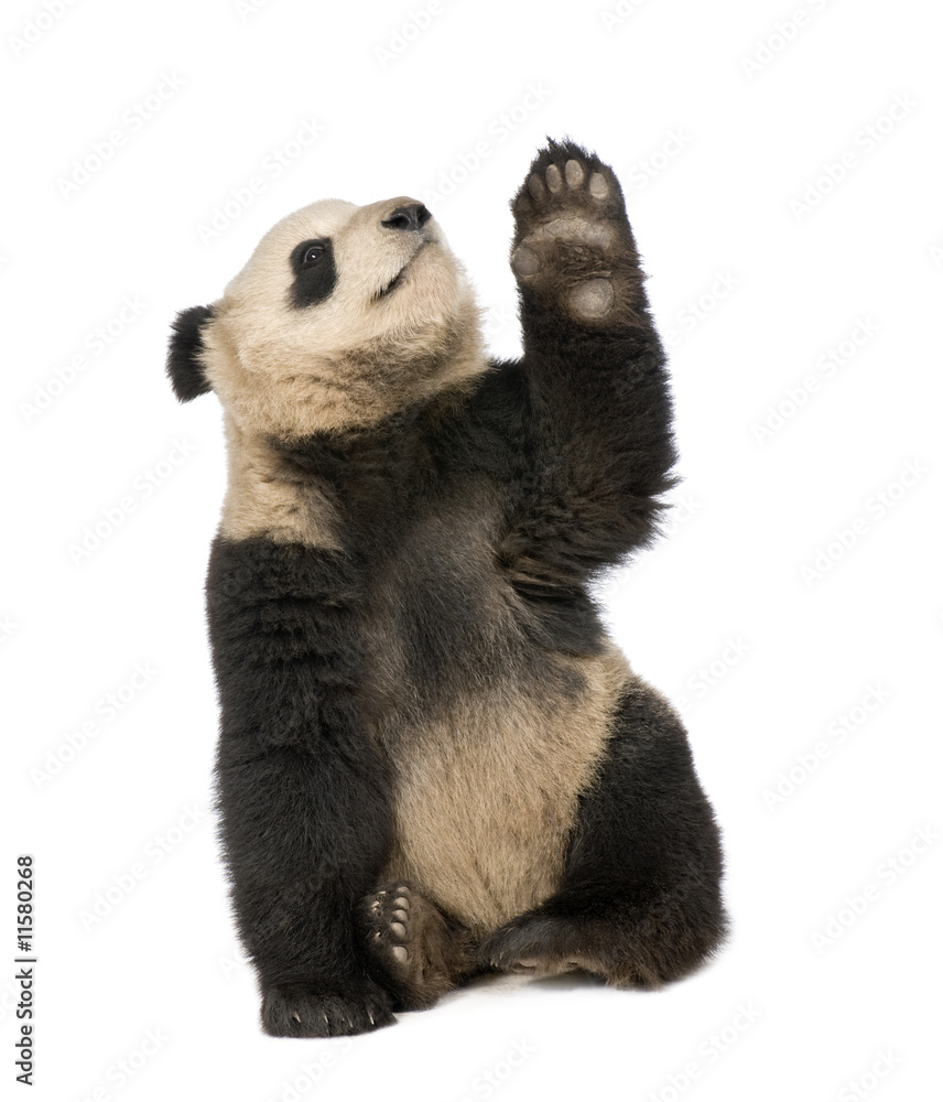 Fototapeta premium Giant Panda (18 months) - Ailuropoda melanoleuca