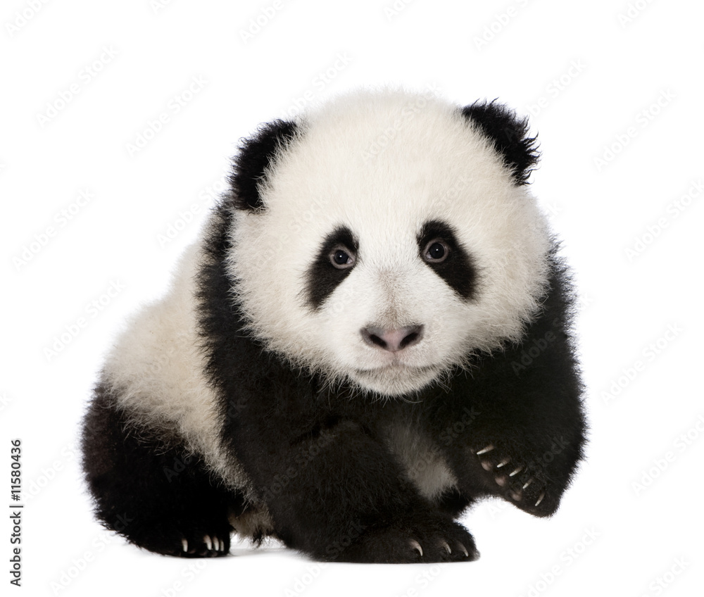 Giant Panda (4 months) - Ailuropoda melanoleuca Giant Panda (4 months) - Ailuropoda melanoleuca
