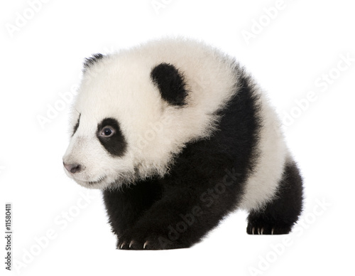 Fototapeta Naklejka Na Ścianę i Meble -  Giant Panda (4 months) - Ailuropoda melanoleuca