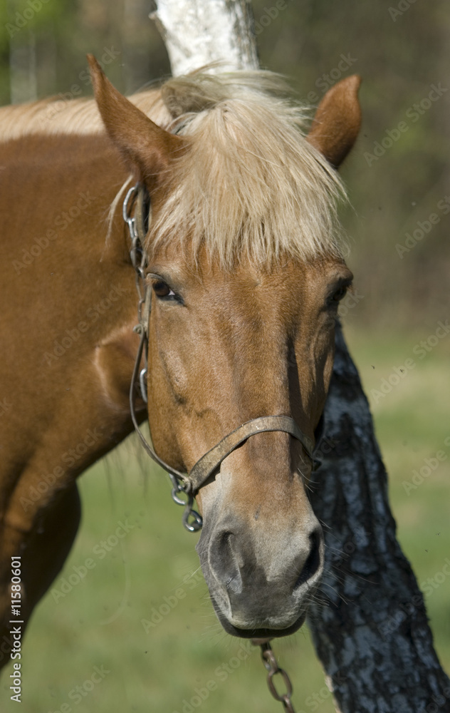 Fototapeta premium horse