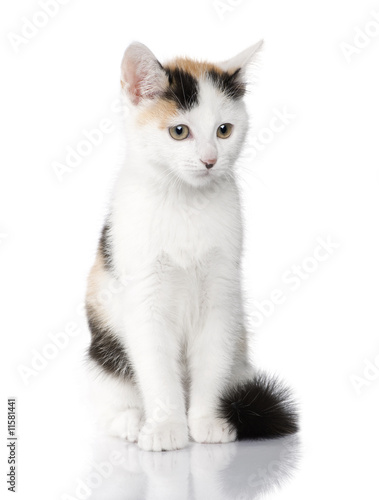 kitten European Shorthair cat (2 months) © Eric Isselée