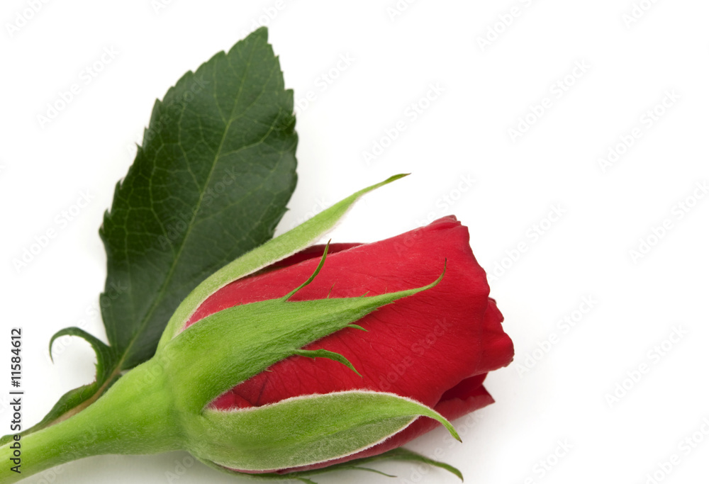red rose on white background red rose on white background