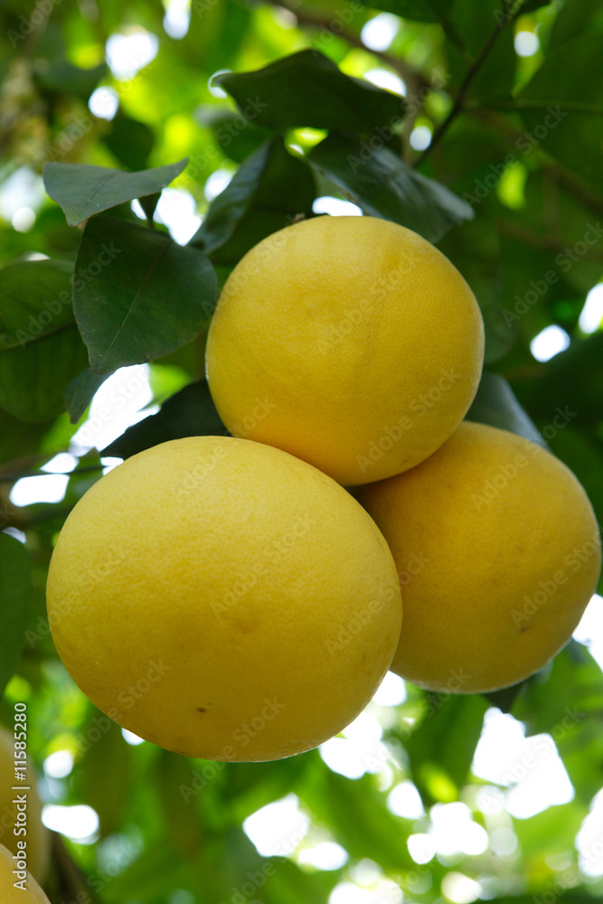 grapefruits on a tree