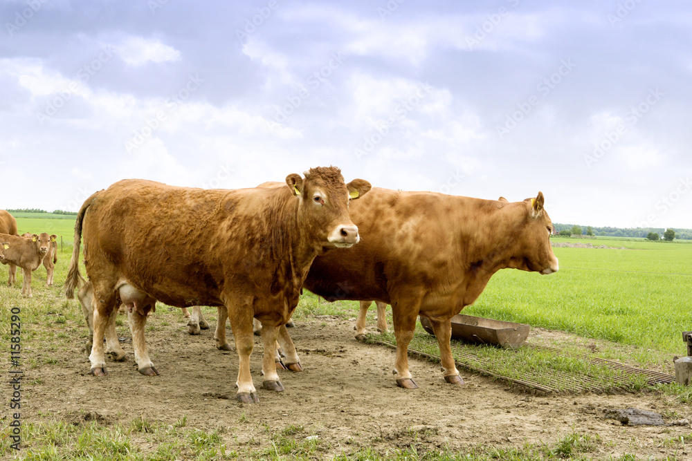 animals, cows