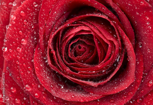 Fototapeta Naklejka Na Ścianę i Meble -  Rote Rose mit Wassertropfen, close-up