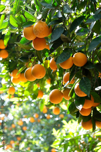 Murais de parede oranges on a tree