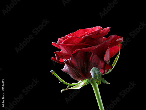 A rose on the black background
