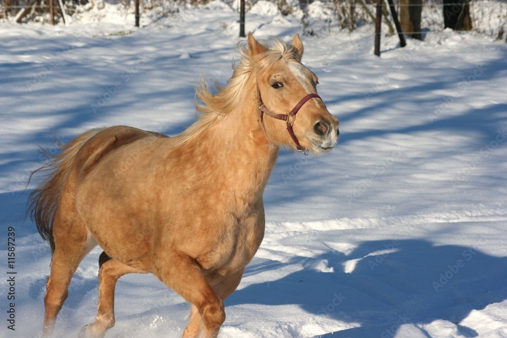 Fototapeta premium Sandy im Schnee 5
