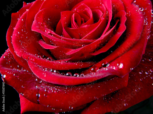 A macro rose photo