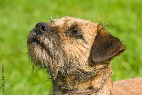 Konstfotografi Border Terrier