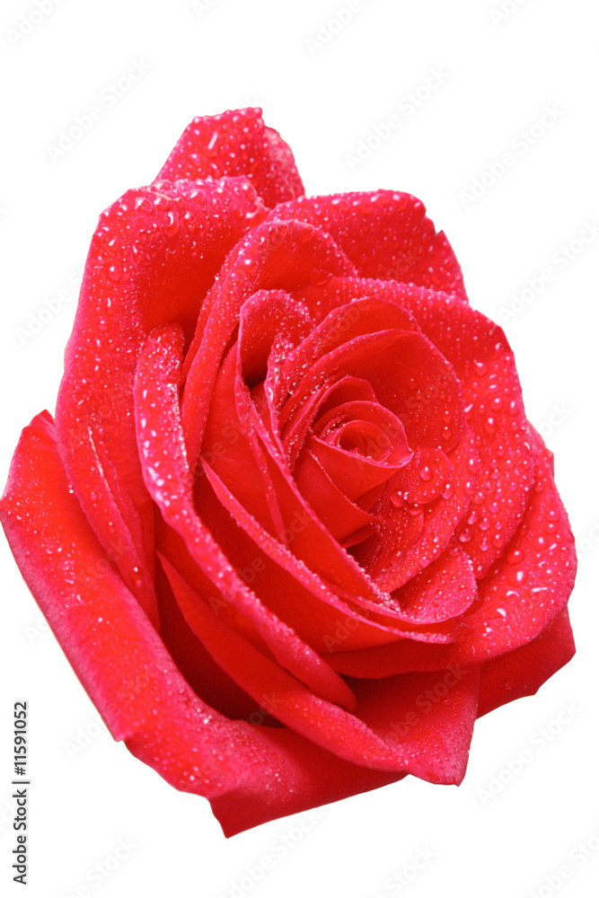 Red rose Red rose