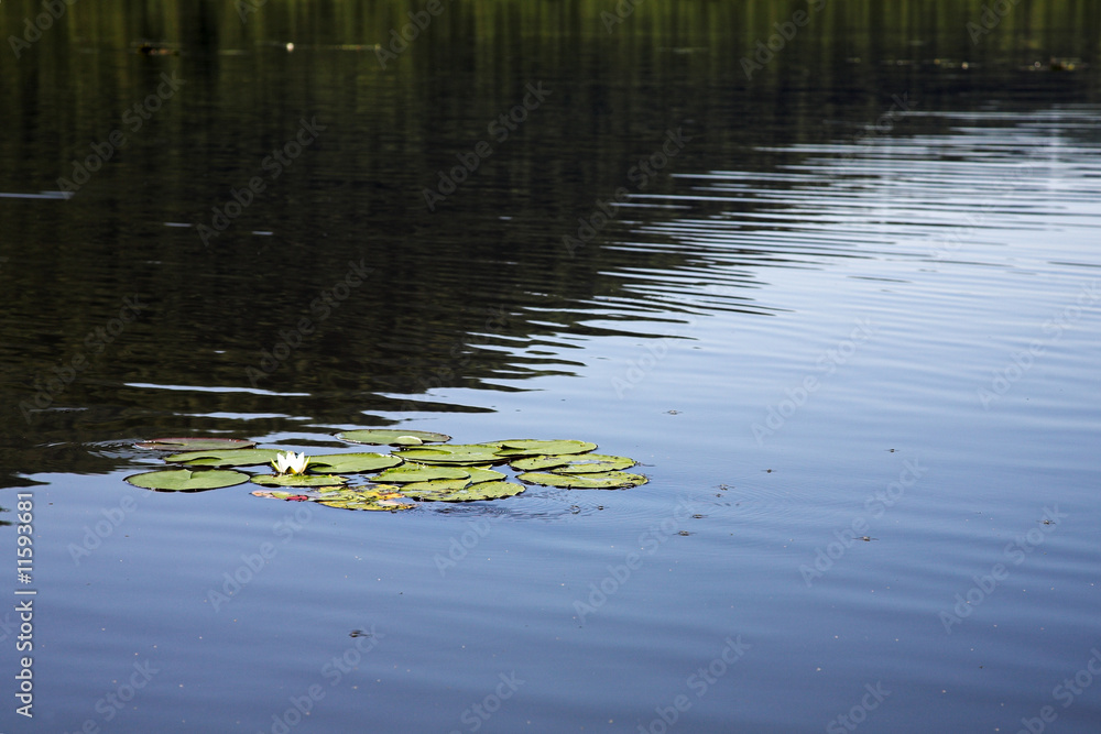 lake with water lily lake with water lily