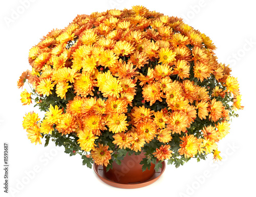 Chrysanthemums in flowerpot