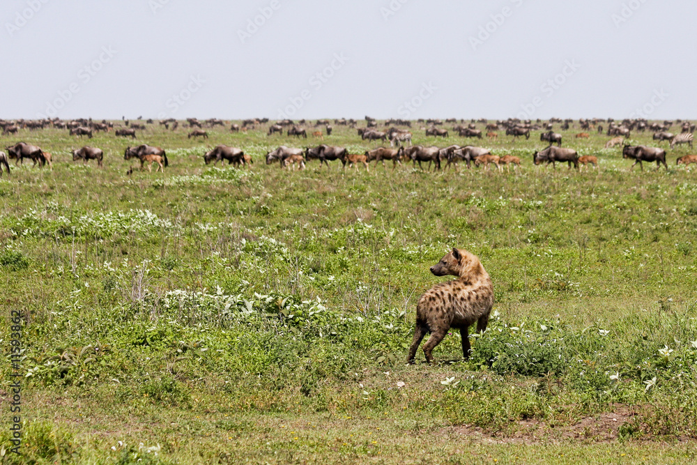 Naklejka premium Hyena and Wildebeest Herd in Serengeti
