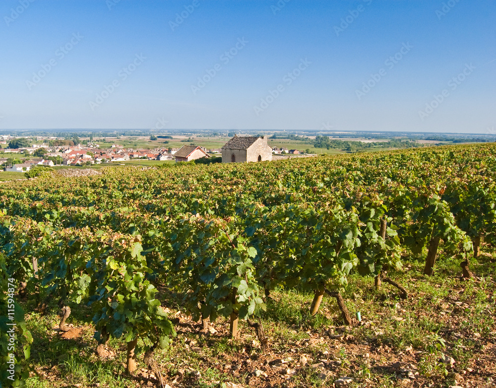 Vignoble bourguignon près de Meursault