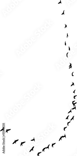 Flock of birds in formation flight