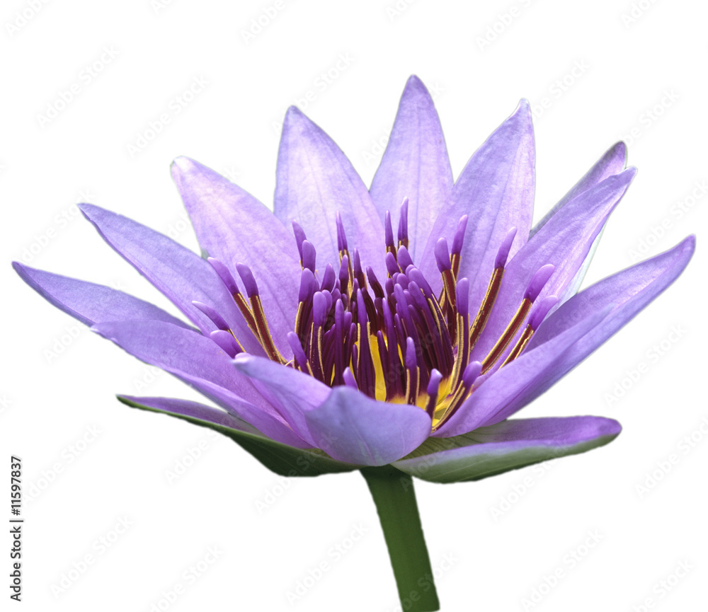 Seerose; Nymphaea caerulea Seerose; Nymphaea caerulea