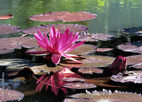 Seerose, Nymphaea photo