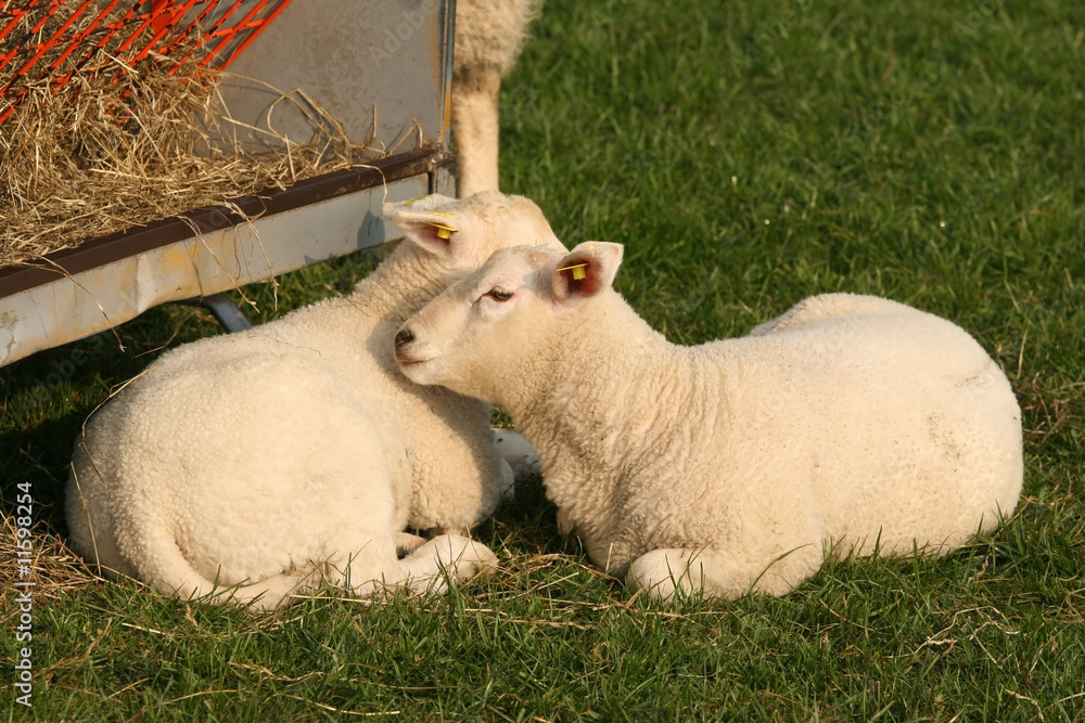 Obraz premium Two little lambs