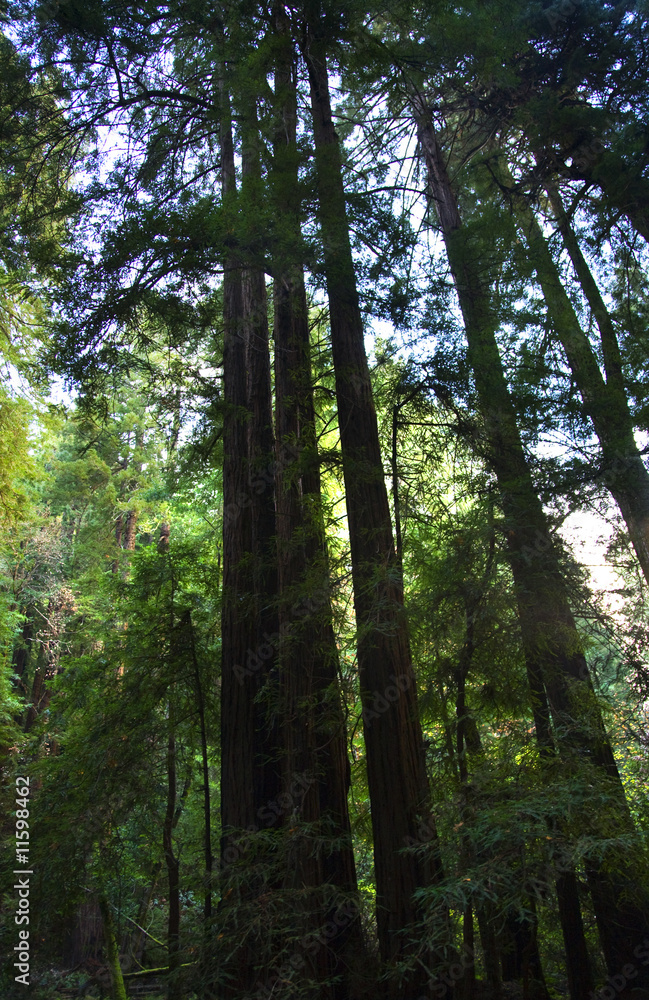 Fototapeta premium Tall Redwood Trees Muir Woods National Monument San Francisco Ca