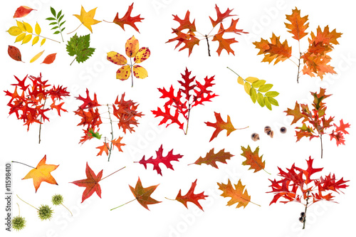 colored leaves vector collection