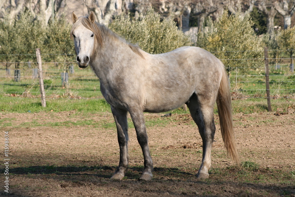 Obraz premium Chevaux Camargue