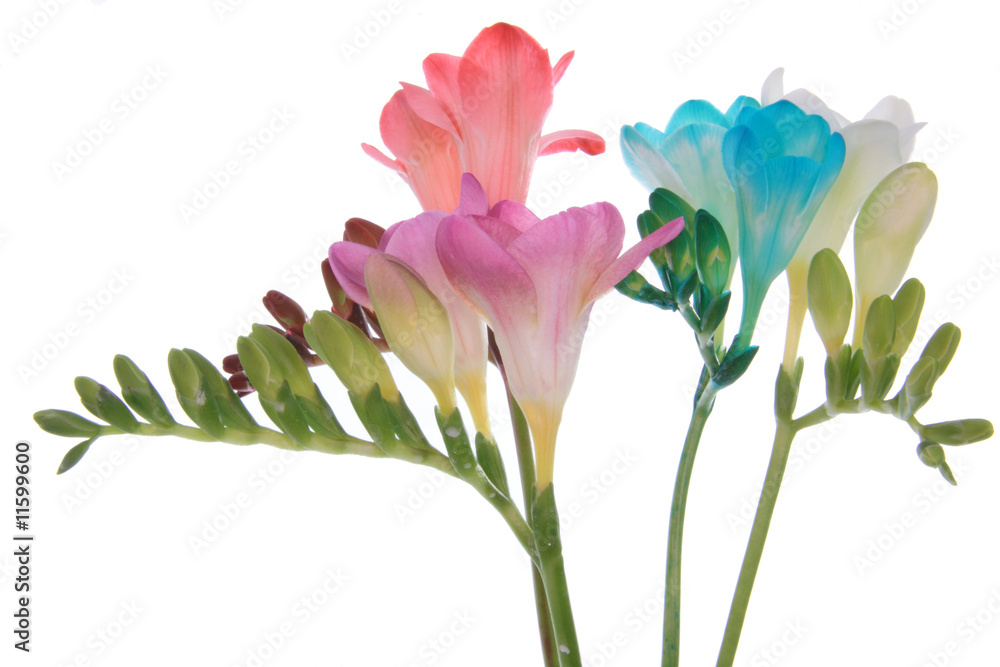 Freesia Freesia