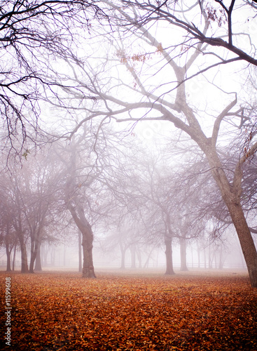 Foggy Fall Morning