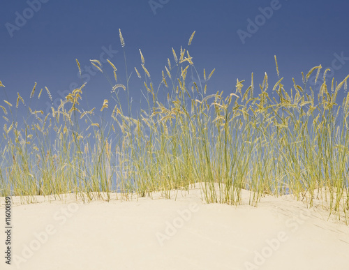 Fotografie Desert