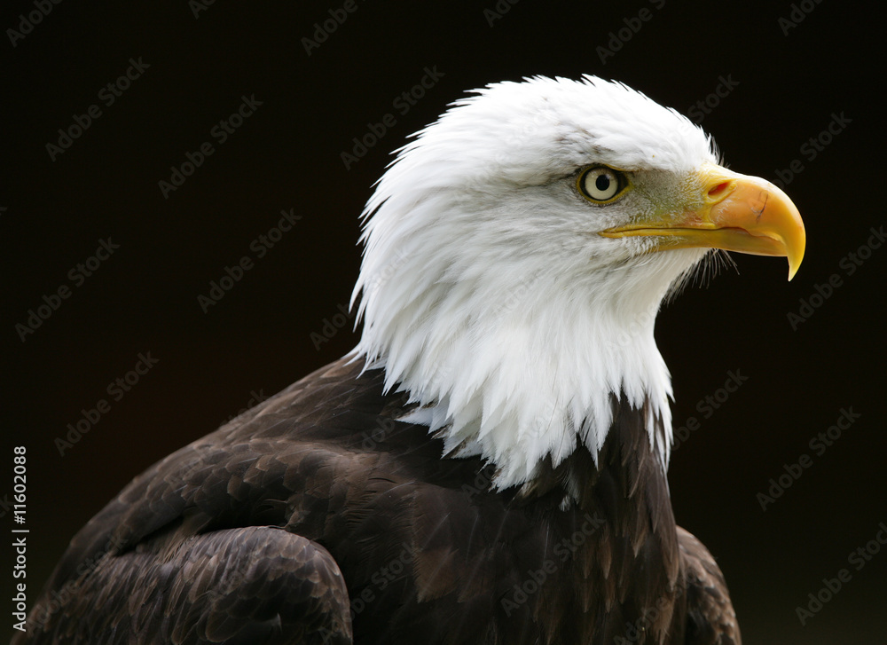 Obraz premium Bald Eagle